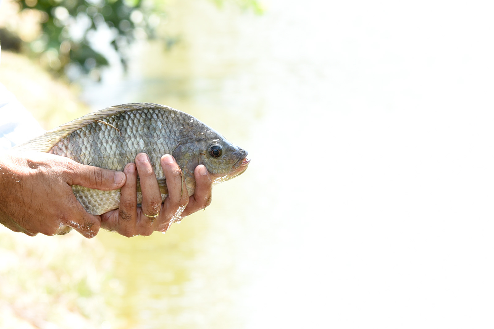 Em 1 ano, exportações de tilápia dobram e chegam a 80 toneladas em março SENAR MS